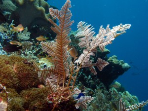 Hydrozonen am Korallenriff