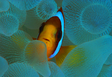 Anemonen Fisch