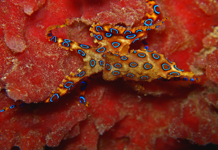 Blau Ring Oktopus