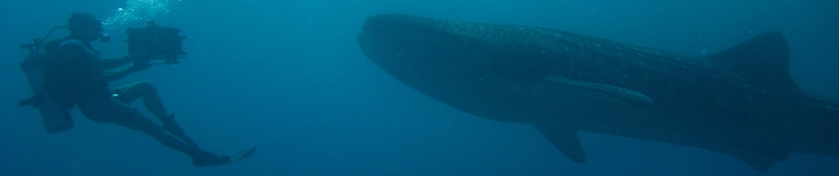 Klemens filmt Walhai