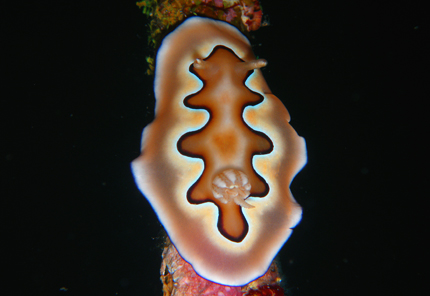 Philippinen - Nacktschnecke