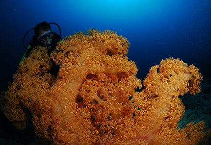 Taucher mit Weichkoralle