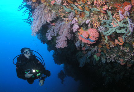 Taucher an einer Steilwand