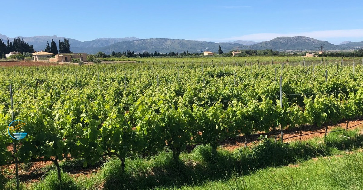 Cata de vinos Muro Vins Son Cavaller