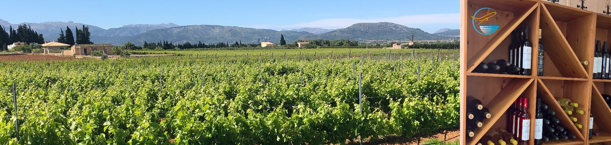 Cata de vinos Muro Vins Son Cavaller