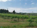 Coriano