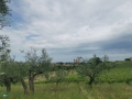 Coriano